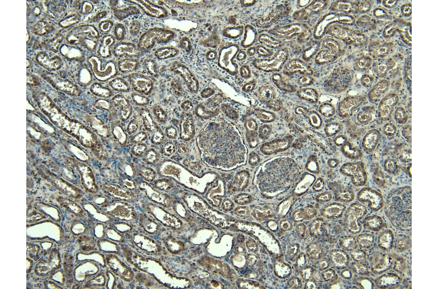Immunohistochemistry - Anti-FOXI1 Antibody (A83383) - Antibodies.com