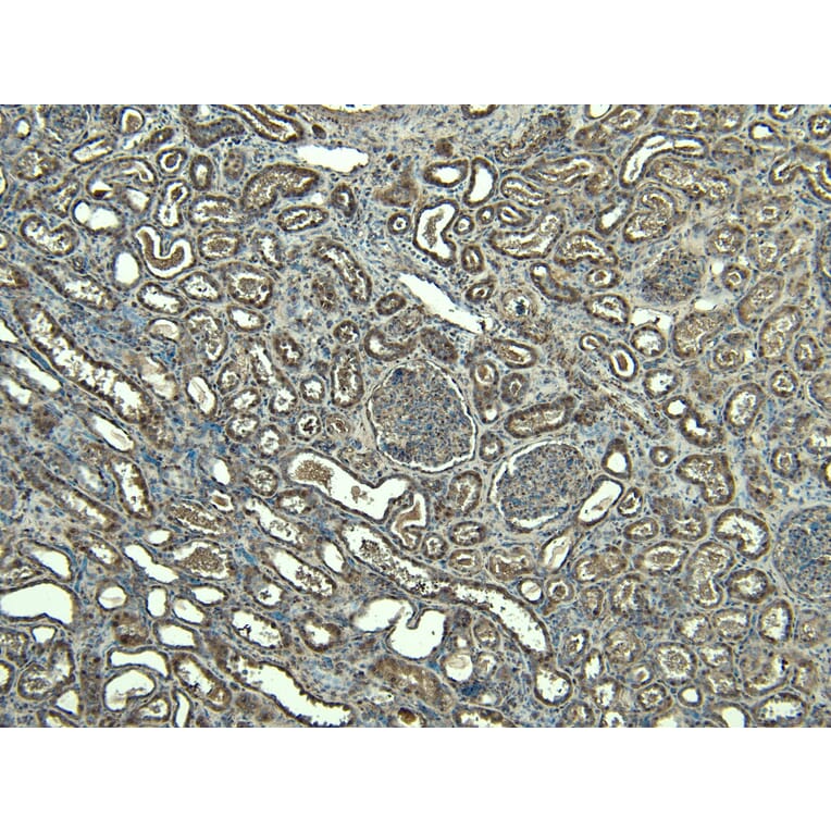 Immunohistochemistry - Anti-FOXI1 Antibody (A83383) - Antibodies.com