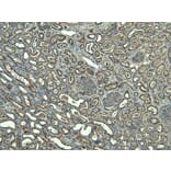 Immunohistochemistry - Anti-FOXI1 Antibody (A83383) - Antibodies.com