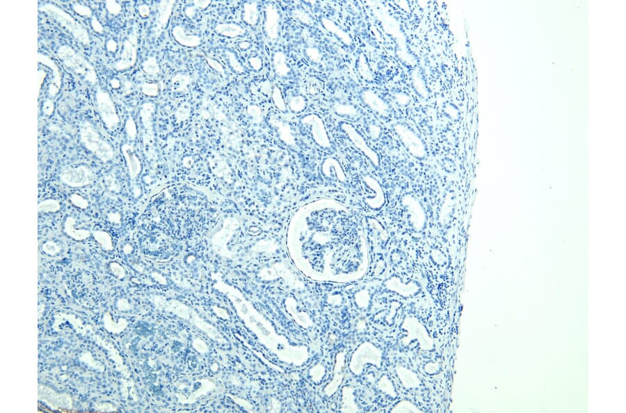 Immunohistochemistry - Anti-FOXI1 Antibody (A83383) - Antibodies.com