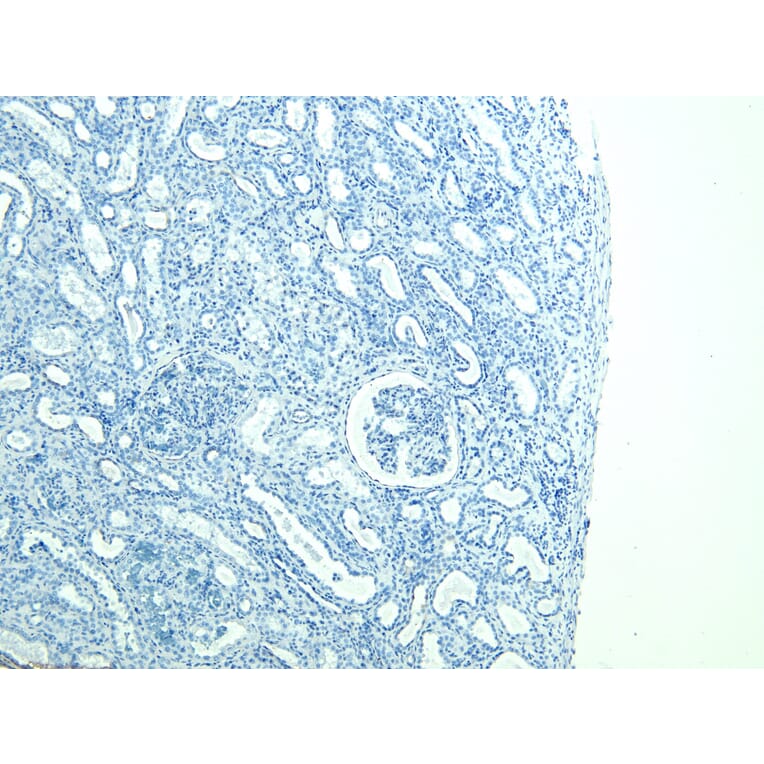 Immunohistochemistry - Anti-FOXI1 Antibody (A83383) - Antibodies.com