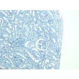 Immunohistochemistry - Anti-FOXI1 Antibody (A83383) - Antibodies.com