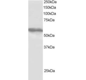Western Blot - Anti-TRIM4 Antibody (A83384) - Antibodies.com