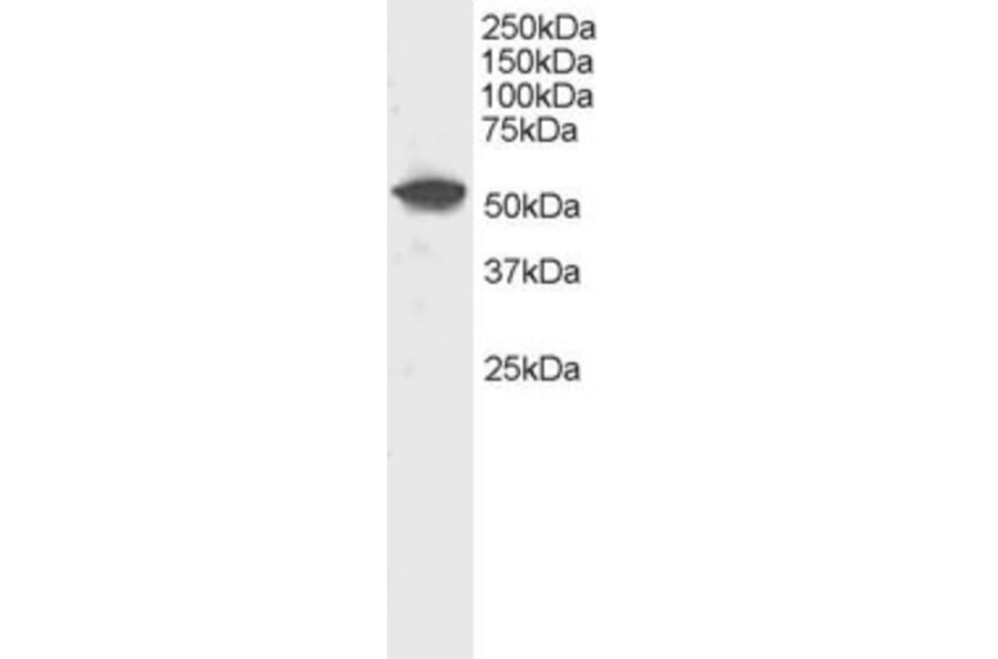 Western Blot - Anti-DUSP10 Antibody (A83385) - Antibodies.com