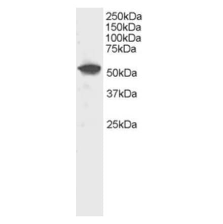 Western Blot - Anti-DUSP10 Antibody (A83385) - Antibodies.com