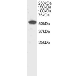 Western Blot - Anti-DUSP10 Antibody (A83385) - Antibodies.com