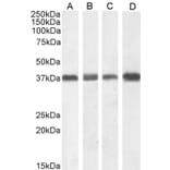 Western Blot - Anti-Nucleophosmin Antibody (A83388) - Antibodies.com