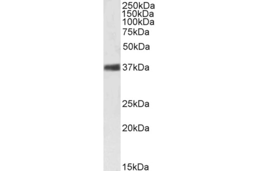 Western Blot - Anti-Nucleophosmin Antibody (A83388) - Antibodies.com