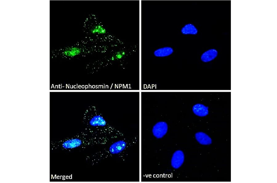 Immunofluorescence - Anti-Nucleophosmin Antibody (A83388) - Antibodies.com