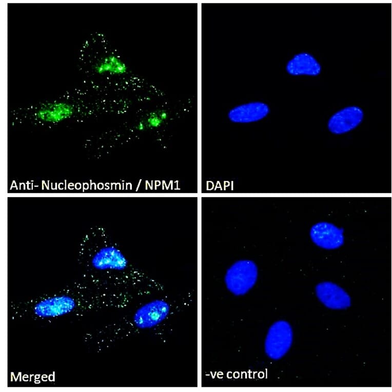 Immunofluorescence - Anti-Nucleophosmin Antibody (A83388) - Antibodies.com