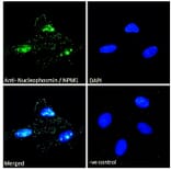 Immunofluorescence - Anti-Nucleophosmin Antibody (A83388) - Antibodies.com