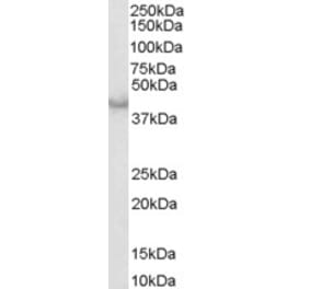 Western Blot - Anti-Caspase-4 Antibody (A83389) - Antibodies.com
