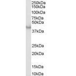 Western Blot - Anti-Caspase-4 Antibody (A83389) - Antibodies.com