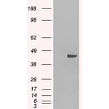 Western Blot - Anti-SNX16 Antibody (A83390) - Antibodies.com