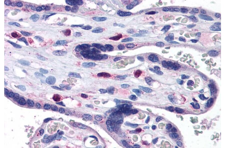 Immunohistochemistry - Anti-SNX16 Antibody (A83390) - Antibodies.com