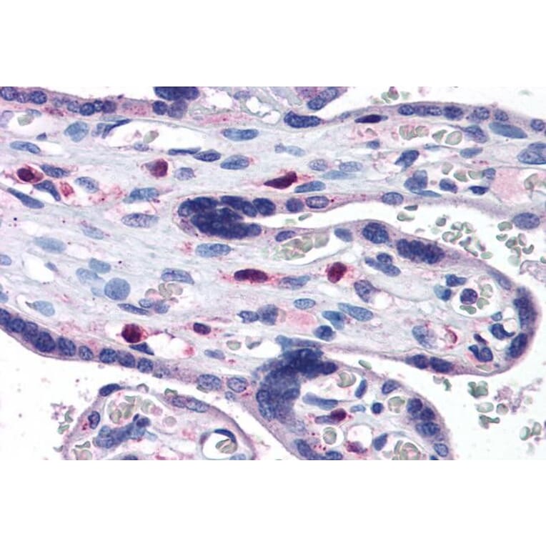Immunohistochemistry - Anti-SNX16 Antibody (A83390) - Antibodies.com