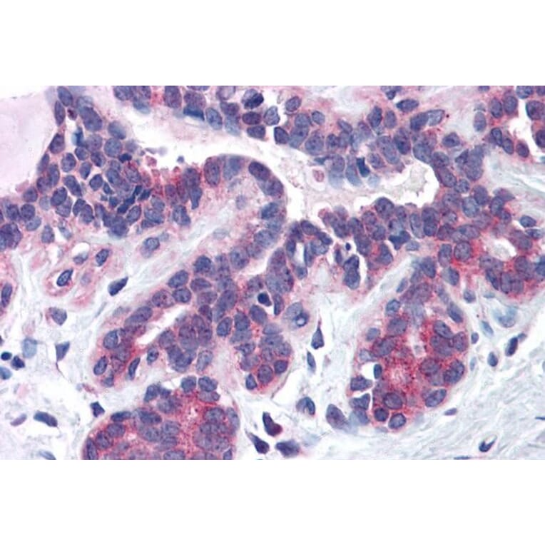 Immunohistochemistry - Anti-SNX16 Antibody (A83390) - Antibodies.com