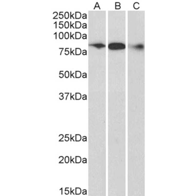 Western Blot - Anti-ELMO1 Antibody (A83392) - Antibodies.com