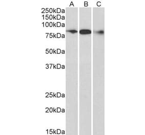 Western Blot - Anti-ELMO1 Antibody (A83392) - Antibodies.com