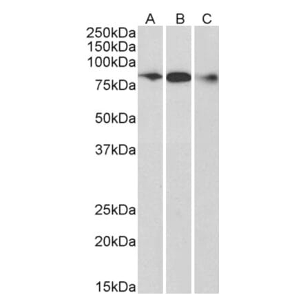 Western Blot - Anti-ELMO1 Antibody (A83392) - Antibodies.com