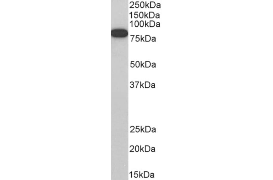 Western Blot - Anti-ELMO1 Antibody (A83392) - Antibodies.com