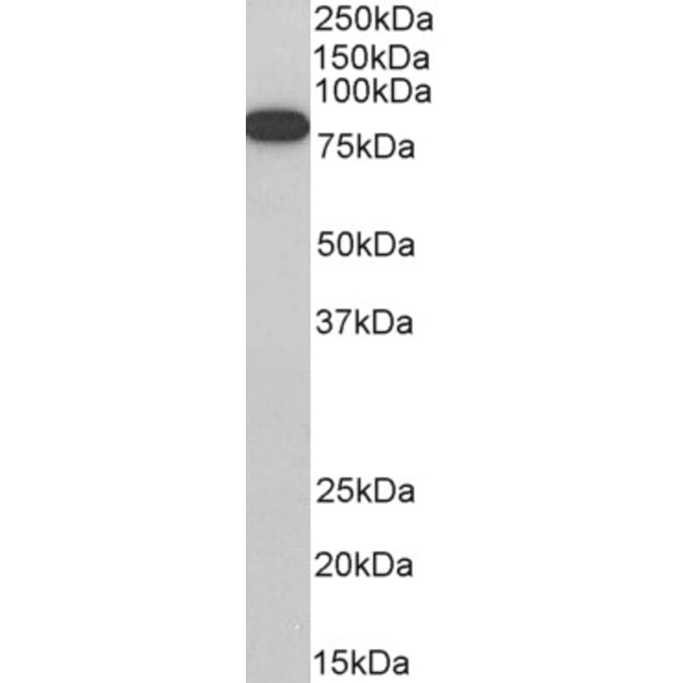 Western Blot - Anti-ELMO1 Antibody (A83392) - Antibodies.com