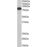 Western Blot - Anti-ELMO1 Antibody (A83392) - Antibodies.com