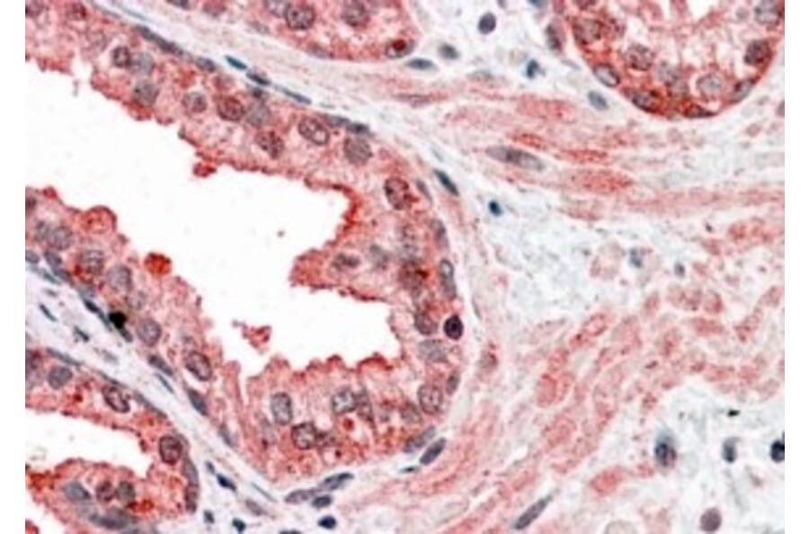 Immunohistochemistry - Anti-CCNDBP1 Antibody (A83393) - Antibodies.com