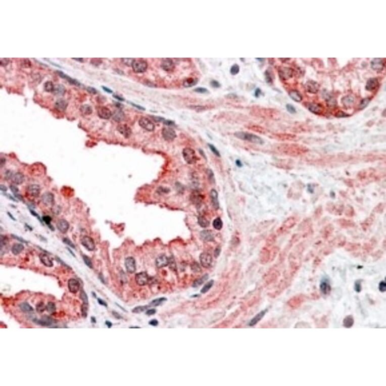 Immunohistochemistry - Anti-CCNDBP1 Antibody (A83393) - Antibodies.com