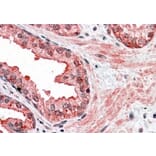 Immunohistochemistry - Anti-CCNDBP1 Antibody (A83393) - Antibodies.com