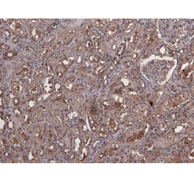 Immunohistochemistry - Anti-MID2 Antibody (A83394) - Antibodies.com