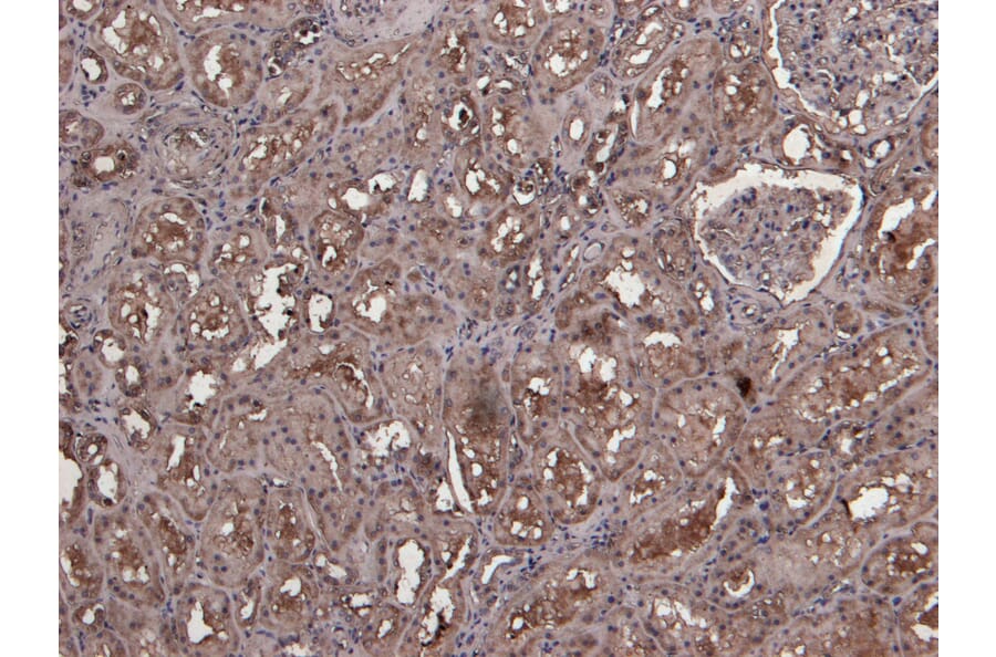 Immunohistochemistry - Anti-MID2 Antibody (A83394) - Antibodies.com