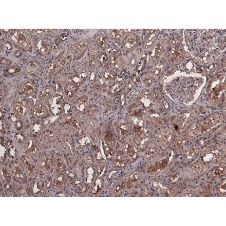 Immunohistochemistry - Anti-MID2 Antibody (A83394) - Antibodies.com