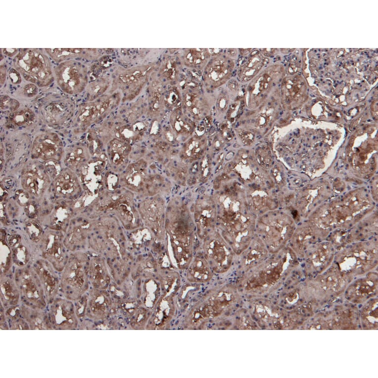 Immunohistochemistry - Anti-MID2 Antibody (A83394) - Antibodies.com