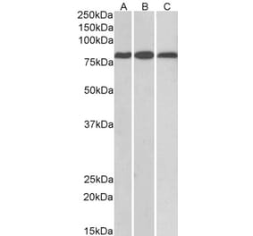 Western Blot - Anti-MID2 Antibody (A83394) - Antibodies.com