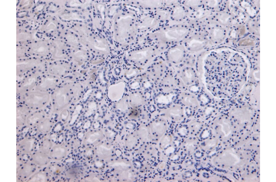 Immunohistochemistry - Anti-MID2 Antibody (A83394) - Antibodies.com