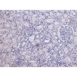 Immunohistochemistry - Anti-MID2 Antibody (A83394) - Antibodies.com