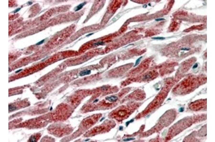 Immunohistochemistry - Anti-COX1/Cyclooxygenase 1 Antibody (A83395) - Antibodies.com