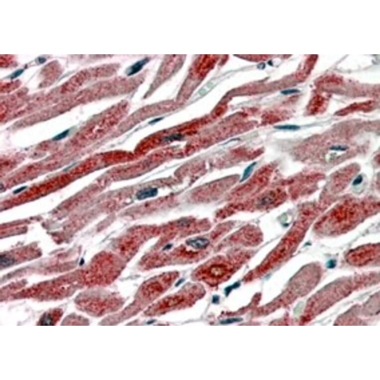 Immunohistochemistry - Anti-COX1/Cyclooxygenase 1 Antibody (A83395) - Antibodies.com