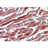 Immunohistochemistry - Anti-COX1/Cyclooxygenase 1 Antibody (A83395) - Antibodies.com