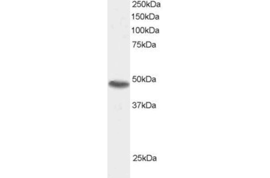 Western Blot - Anti-SNX15 Antibody (A83397) - Antibodies.com