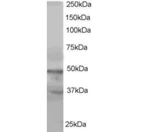 Western Blot - Anti-ACTL6A / ACTL6B Antibody (A83400) - Antibodies.com