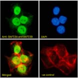Immunofluorescence - Anti-BAF53A + BAF53B Antibody (A83400) - Antibodies.com