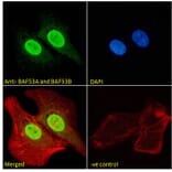 Immunofluorescence - Anti-BAF53A + BAF53B Antibody (A83400) - Antibodies.com