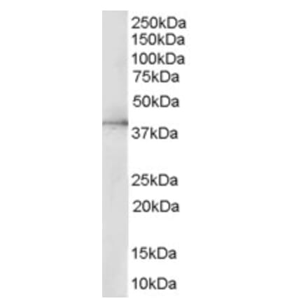 Western Blot - Anti-ERK2 Antibody (A83402) - Antibodies.com