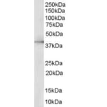 Western Blot - Anti-ERK2 Antibody (A83402) - Antibodies.com