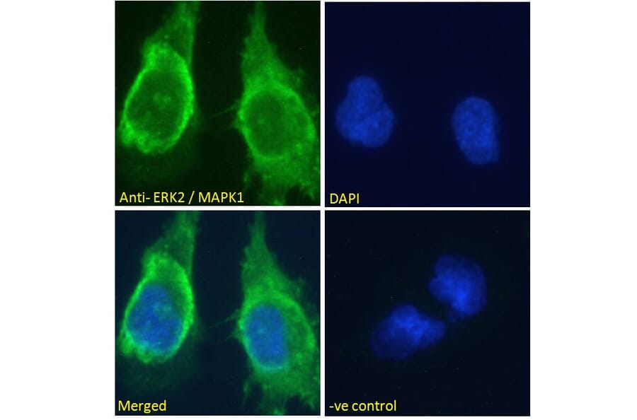 Immunofluorescence - Anti-ERK2 Antibody (A83402) - Antibodies.com