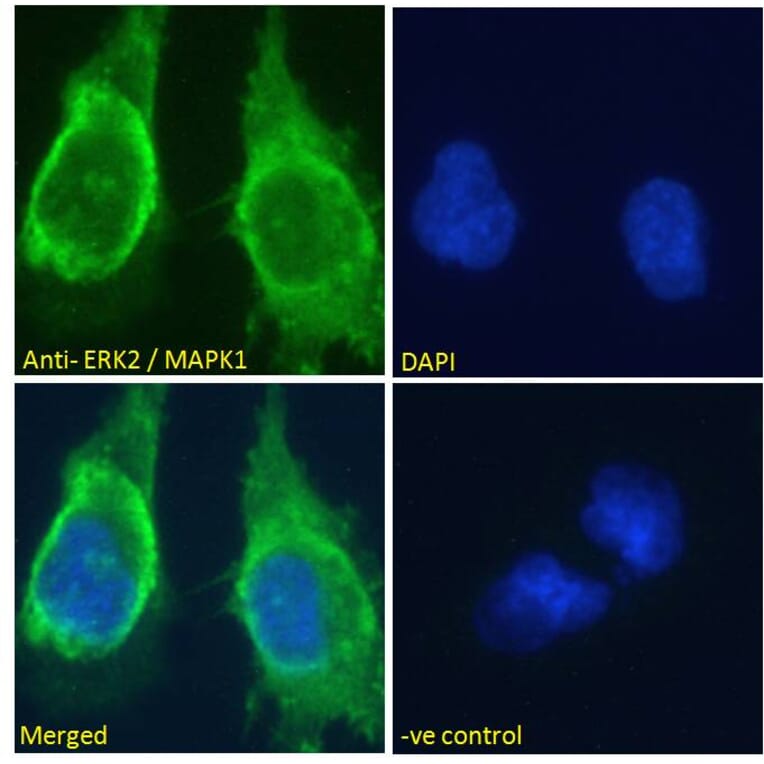 Immunofluorescence - Anti-ERK2 Antibody (A83402) - Antibodies.com