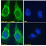 Immunofluorescence - Anti-ERK2 Antibody (A83402) - Antibodies.com