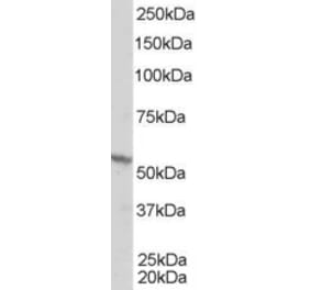 Western Blot - Anti-RXRB Antibody (A83403) - Antibodies.com